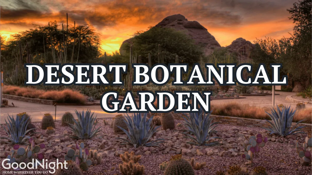 This serene exterior shot captures desert flora, distinctive rock formations, and a beautiful sunset sky, representing the natural beauty found at the Desert Botanical Garden and the surrounding Arizona landscape.